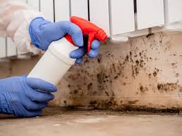 Why You Should Choose Our Mold Remediation Services in Kenyon, MN